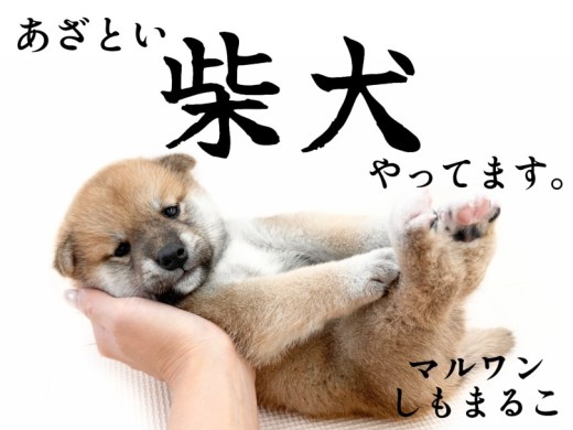 【 柴犬 】風格とあざとさのバランスが魅力。日本犬代表！赤柴の男の子が大田区に！