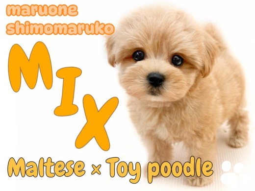 【 MIX 】ぬいぐるみ級の愛嬌と元気いっぱいな性格が魅力的なマルプーの女の子！