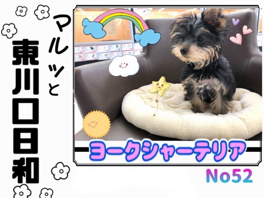 【 マルっと東川口日和No.52 】動く宝石！世界一の美しさを持つ小さなヨーキー