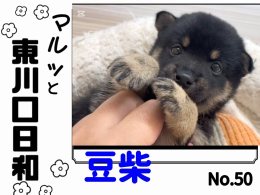 【 マルっと東川口日和No.50 】  待望の黒豆柴！希少な可愛さをご覧あれ！