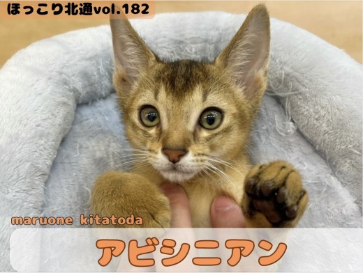 【 ほっこり北通vol.182 】大きなアーモンドアイが魅力のアビシニアンちゃん