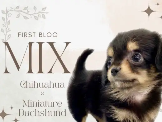 【 MIX 】マルワン板橋志村坂下店の大人気ミックス!チワックスちゃんをご紹介!