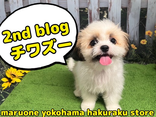 【 MIX 】ルックスも性格もいいとこ取り！注目のチワズーくん成長中！