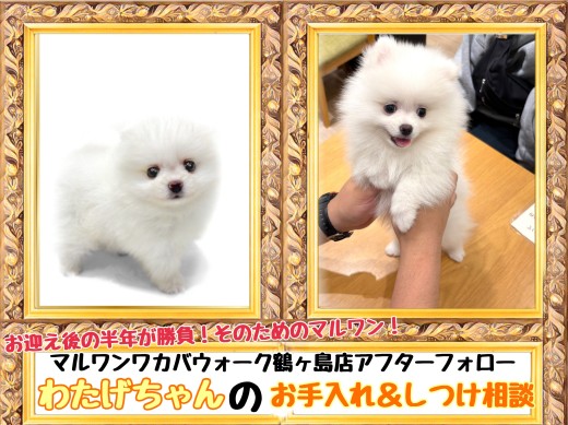 【 マルワンアフターフォロー 】鶴ヶ島店卒業生わたげちゃんが来てくれました！