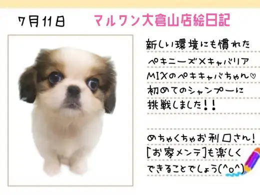 【 キャバリアMIX 】お家メンテも楽しくできるポテンシャルを発揮したペキキャバちゃん!