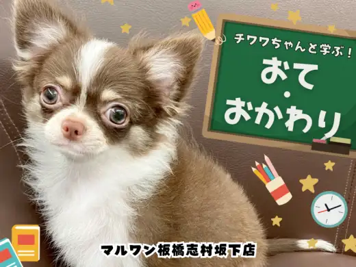 【 犬のしつけ 】誰でも簡単！チワワちゃんと基本的なコマンドの教え方を解説！