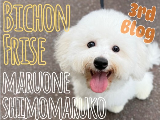 【 ビションフリーゼ 】社交性抜群！愛されキャラ代表！魅力いっぱいの成長記録！