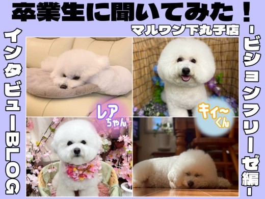 【 卒業生インタビューVol. 4 】まんまるふわもふ癒し犬！ビションフリーゼ編