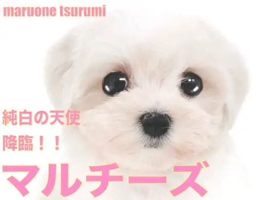 【 マルチーズ 】純白の天使がマルワン横浜鶴見店にやってきました!