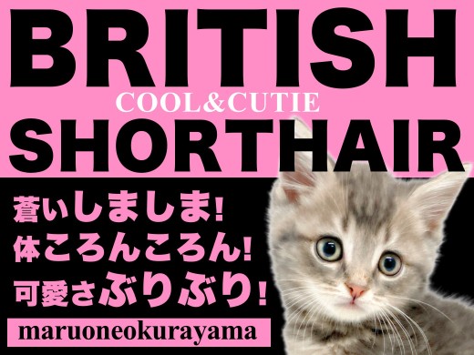【 ブリティッシュショートヘア 】唯一無二のシマブリコロンはこの子に決まり!