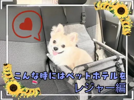 【 こんな時にはペットホテルを 】ペットホテル活用法！神奈川県からのレジャー編