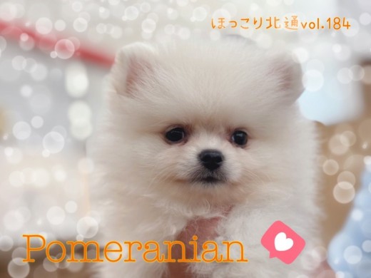 【 ほっこり北通vol.184 】フワフワ被毛のとびきり懐こいポメラニアン！！