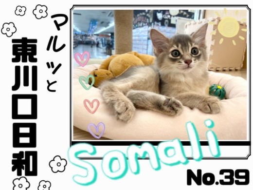 【 マルっと東川口日和No.39 】希少な姿の超美猫ソマリちゃん！