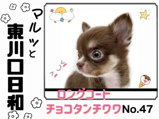 【 マルっと東川口日和No.47 】必見！超人気チョコカラーのチワワちゃんが入店