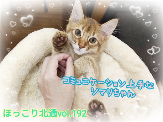 【 ほっこり北通vol.192 】コミュニケーション上手なにゃんこソマリちゃん