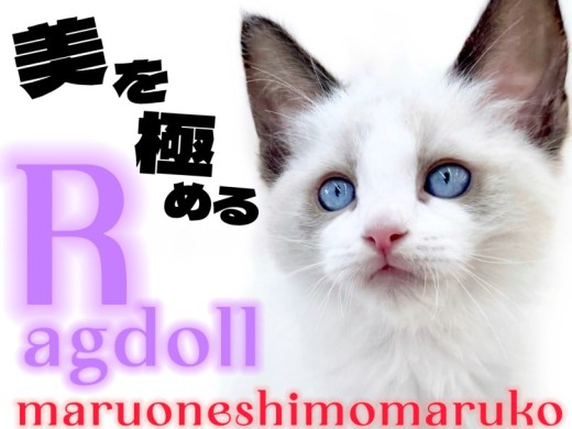 【 ラグドール 】気品とあどけなさを持ち合わせた穏やかな大型猫種の男の子！