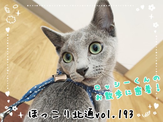 【 ほっこり北通vol.193 】適応能力抜群！ロッシーくんのお散歩に密着！