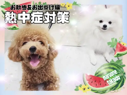 【 お迎え後のポイント熱中症対策後編 】お散歩やお出かけ時間はコレで乗り切ろう！