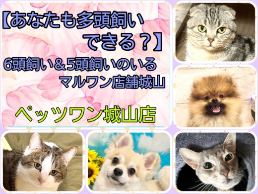 【 あなたも多頭飼いできる？ 】6頭飼い＆5頭飼いスタッフのいるマルワン城山店