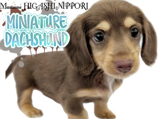【 ミニチュアダックスフント 】東京都荒川区にチョコタンカラーの微笑み天使降臨!