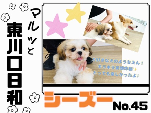 【 マルっと東川口日和No.45 】社交性ばっちり！シーズーちゃんの成長記録！