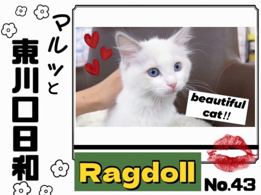 【 マルっと東川口日和日和No.43 】ワンランク上の美貌を持つラグちゃん！