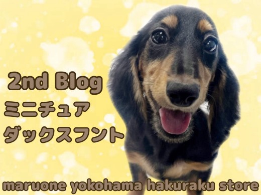 【 ミニチュアダックスフント 】人懐っこさ爆発中！ダックスちゃんのケア成長記録！