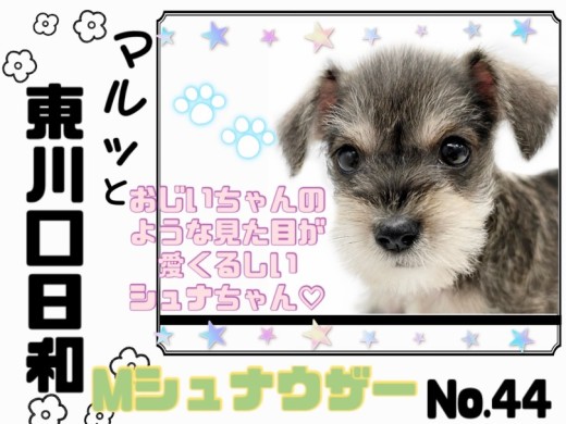 【 マルっと東川口日和No.44 】オリジナリティ溢れる優しい美男子シュナちゃん