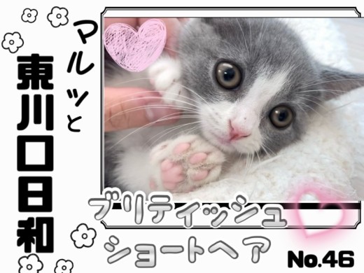 【 マルっと東川口日和No.46 】丸顔猫好きさん必見！癒し度満点のブリちゃん！
