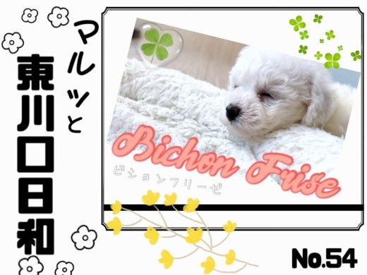 【 マルっと東川口日和No.54 】笑顔が似合う元気印ビションちゃん！