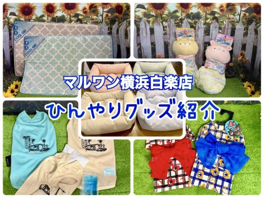 【 商品紹介 】夏を乗り切る！おすすめひんやりペットグッズ厳選5選