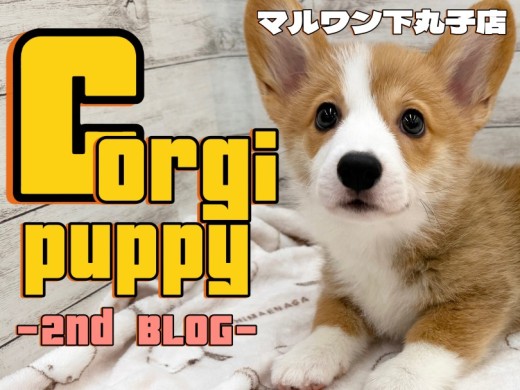 【 コーギー 】愛され力抜群なルックスと性格を持つ、アクティブな生活の相棒犬！