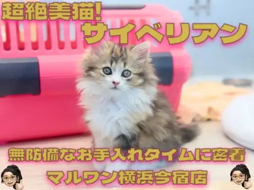 【 サイベリアン 】猫ちゃん初心者は必見！おっとりガールの無防備ギャラリー集！