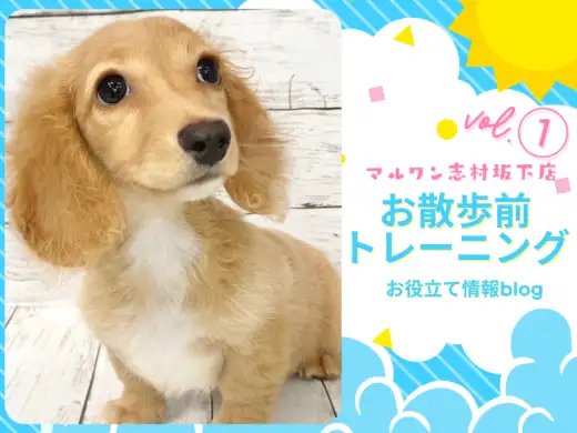 【 トレーニングブログ 】初めてのお散歩前に行うトレーニング方法をご紹介！