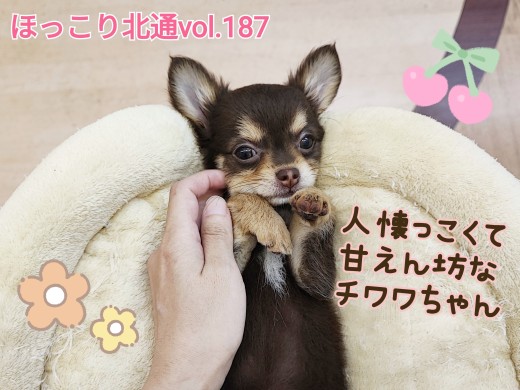 【 ほっこり北通vol.187 】人懐っこくて甘え上手なチョコタンチワワちゃん