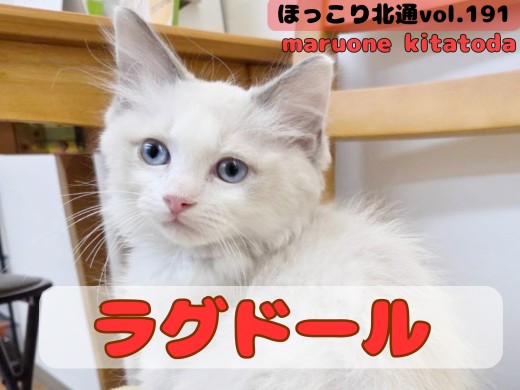 【 ほっこり北通vol.191 】フミフミ大好きな甘えん坊ラグドールが入店！！