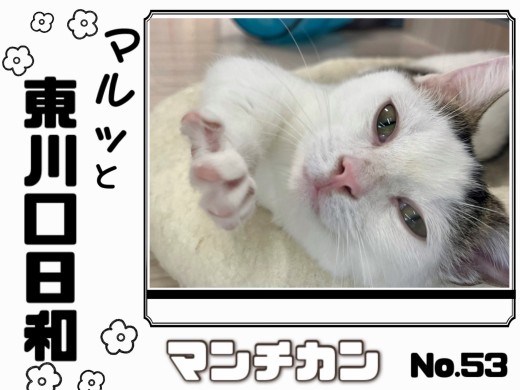 【 マルっと東川口日和No.53 】短足マンチくんのまったりタイムに密着!