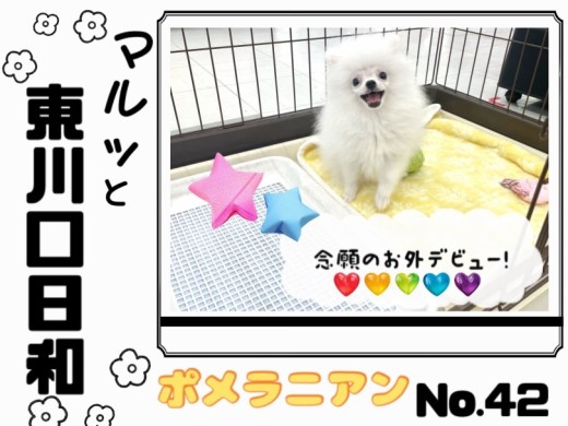 【 マルっと東川口日和No.42 】好奇心旺盛！お外デビューを果たしたポメちゃん