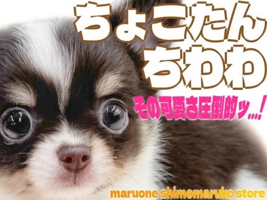 【 チワワ 】人気のチョコタンカラー！片手サイズで優しい性格は初心者にもオススメ