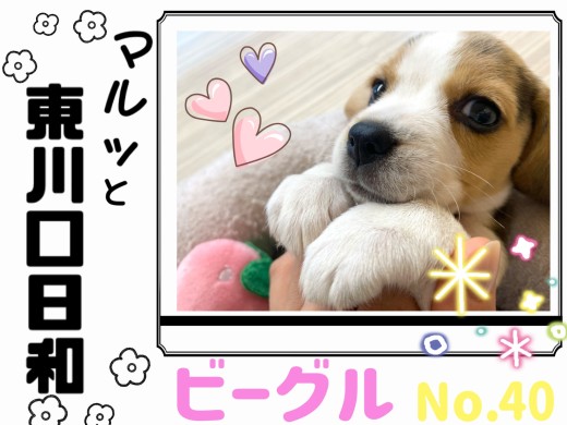 【 マルっと東川口日和No.40 】全方位愛らしい女の子、ビーちゃん