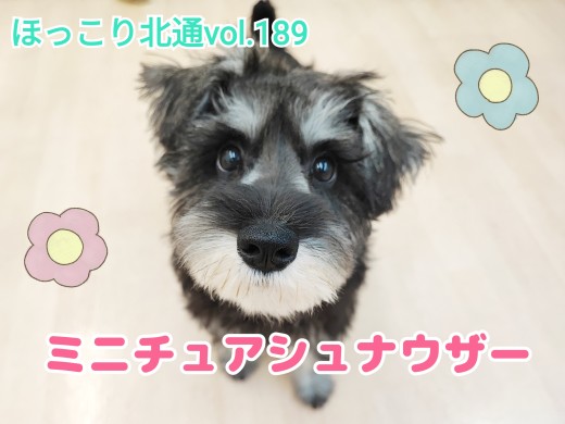 【 ほっこり北通vol.189 】人もわんこも大好きな社交的シュナウザーちゃん