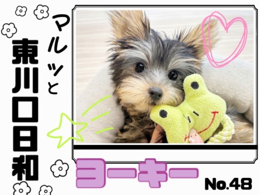 【 マルっと東川口日和No.48 】生後3ヶ月半！お姉さんになったヨーキーちゃん