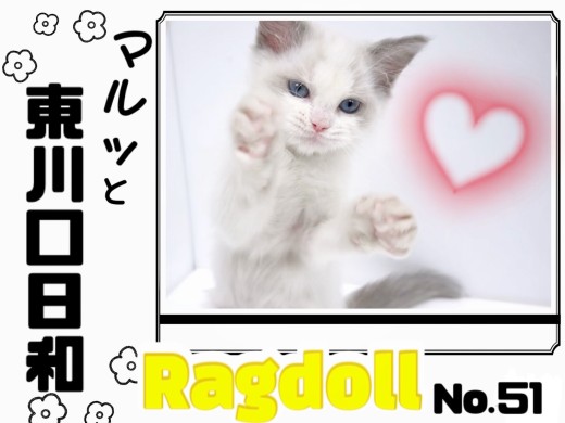 【 マルっと東川口日和No.51 】圧倒的飼いやすさ！超温厚ほのぼのラグちゃん！