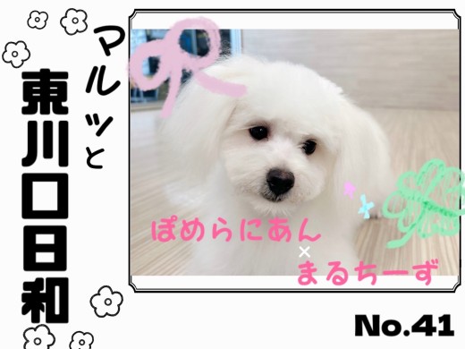 【 マルっと東川口日和No.41 】ケアdayのポメマルちゃんに密着！
