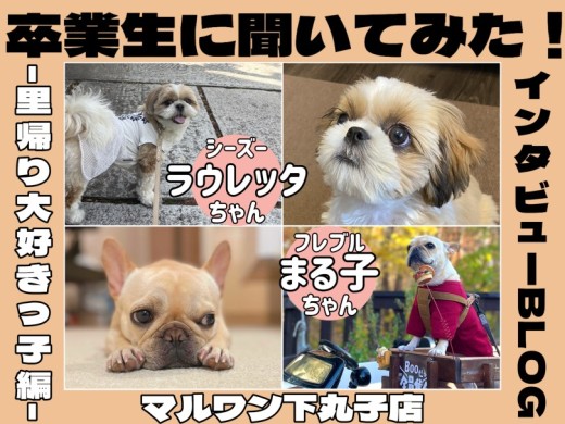 【 卒業生インタビューVol.3 】フレブルとシーズーとの出会いは偶然？奇跡？