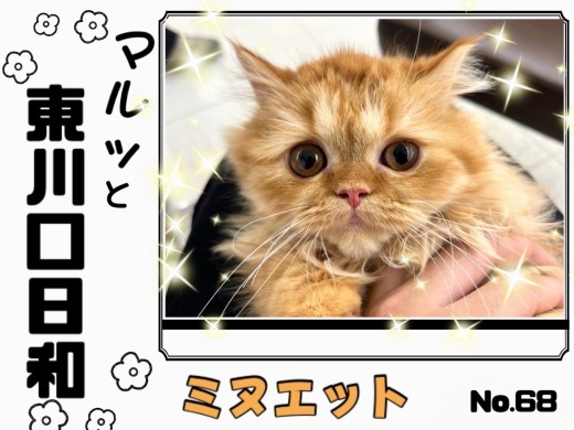 【 マルっと東川口日和No.68 】ベビーフェイスなミヌちゃんの成長記録！