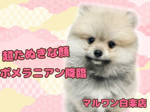 【 ポメラニアン 】爆毛＆たぬき顔！人懐っこさ満点の愛されガール