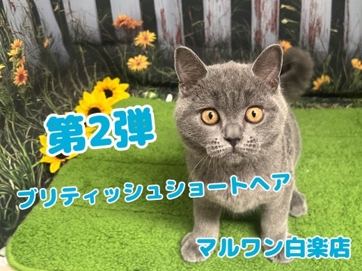 【 ブリティッシュショートヘア 】まんまる顔の癒し系！甘え上手な男の子の成長記録