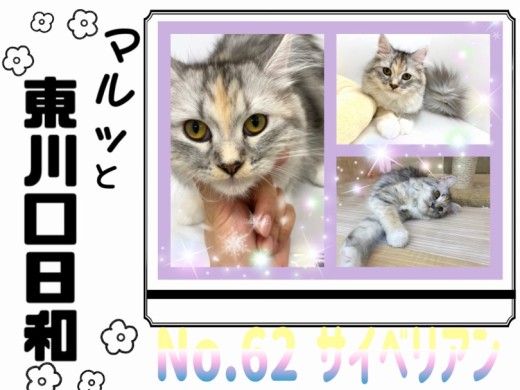 【 マルっと東川口日和No. 62 】わんことも仲良くなれるクール系サイベリアン