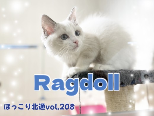 【 ほっこり北通vol.208 】360度イケメンなラグドールくん！